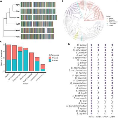 The Old Yellow Enzyme OfrA Fosters Staphylococcus aureus Survival via Affecting Thiol-Dependent Redox Homeostasis